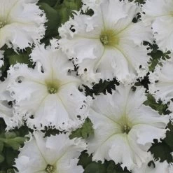 Lace Veil Petunia Seeds Pack Of 100