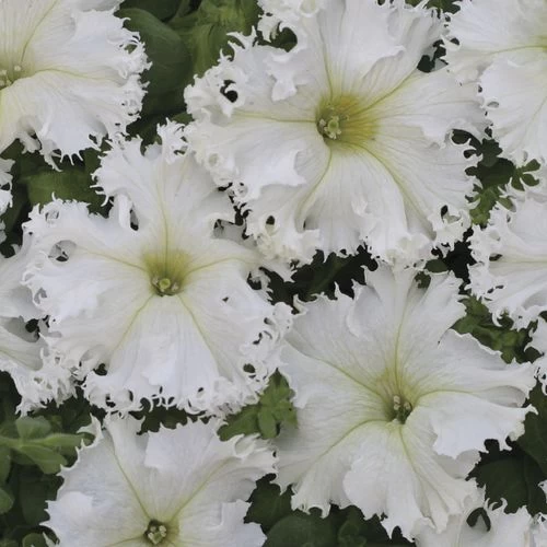 Lace Veil Petunia Seeds Pack Of 100 3 Lace Veil Petunia Seeds Pack Of 100