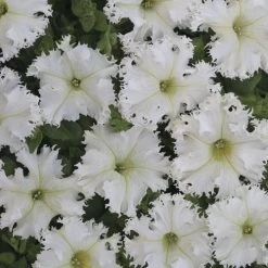 Lace Veil Petunia Seeds Pack Of 100 7 Lace Veil Petunia Seeds Pack Of 100 -Botanical Bliss 54153 PK 100 2