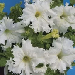 Lace Veil Petunia Seeds -Botanical Bliss 54153 1