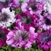 Superbissima Mix Petunia Seeds