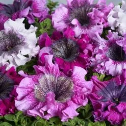 Superbissima Mix Petunia Seeds