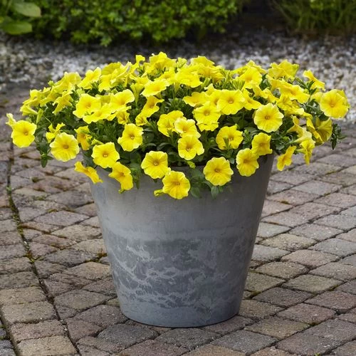 Caliburst™ Yellow Petchoa Seeds 3 Caliburst™ Yellow Petchoa Seeds