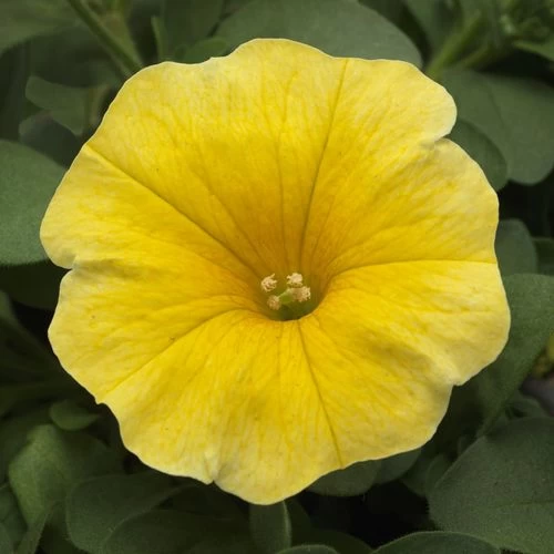 Caliburst™ Yellow Petchoa Seeds 4 Caliburst™ Yellow Petchoa Seeds - Image 2