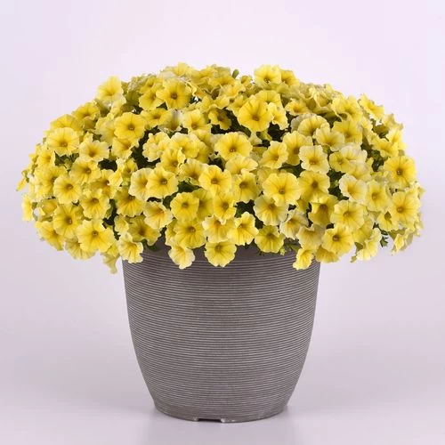 Caliburst™ Yellow Petchoa Seeds 5 Caliburst™ Yellow Petchoa Seeds - Image 3