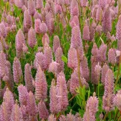 Matilda Ptilotus Seeds -Botanical Bliss 54156 PK P1 1