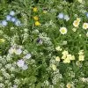 Alternative Lawn Seed Mix