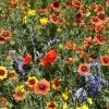 Dry Places Seed Mix -Botanical Bliss 54182 PK P1