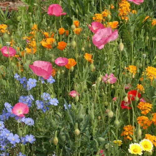 Dry Places Seed Mix 4 Dry Places Seed Mix - Image 2