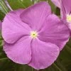Cora® Cascade XDR Lavender With Eye Vinca Seeds -Botanical Bliss 54193 PK 100