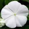 Cora® Cascade XDR White Improved Vinca Seeds -Botanical Bliss 54196 PK 100