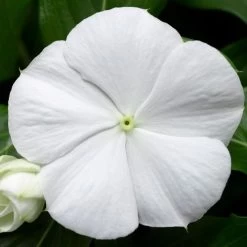 Cora® Cascade XDR White Improved Vinca Seeds