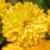 Zydeco™ Deep Yellow Zinnia Seeds -Botanical Bliss 54201 PK 250
