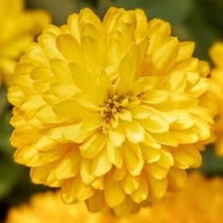 Zydeco™ Deep Yellow Zinnia Seeds