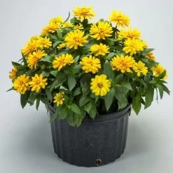 Zydeco™ Deep Yellow Zinnia Seeds -Botanical Bliss 54201 PK 250 2