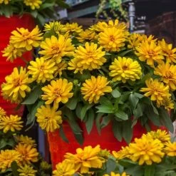 Zydeco™ Deep Yellow Zinnia Seeds -Botanical Bliss 54201 PK 250 3