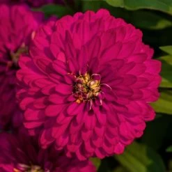 Zydeco™ Cherry Zinnia Seeds