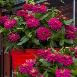Zydeco™ Cherry Zinnia Seeds -Botanical Bliss 54202 PK 250 2