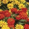 Zydeco™ Fire Zinnia Seeds -Botanical Bliss 54203