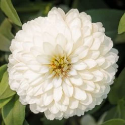 Zydeco™ White Zinnia Seeds