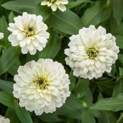 Zydeco™ White Zinnia Seeds -Botanical Bliss 54204 PK 250 2