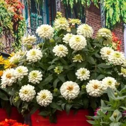Zydeco™ White Zinnia Seeds -Botanical Bliss 54204 PK 250 3