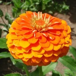 Queeny Pure Orange Zinnia Seeds -Botanical Bliss 54205 PK P1 1