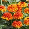 Zinderella Zest Zinnia Seeds -Botanical Bliss 54206 PK P1