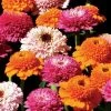 Zinderella Punch Zinnia Seeds -Botanical Bliss 54208 PK P1