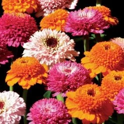 Zinderella Punch Zinnia Seeds