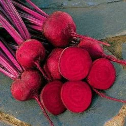 Red Ace Hybrid Beet Seeds -Botanical Bliss 5576