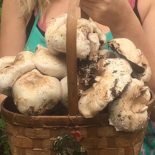 Mushroom Button Kit-6 Lbs 4 Mushroom Button Kit-6 Lbs - Image 2