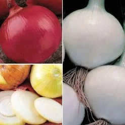 Long-Day (Northern) Onion Sets Mix