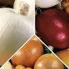 Midday Onion Sets Mix -Botanical Bliss 58767 pk 60