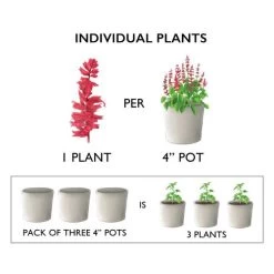 Petunia Surfinia® Sumo Pink (pack Of 3) -Botanical Bliss 87908 PK 3B 1