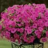 Petunia Surfinia® Sumo Pink (pack Of 3) -Botanical Bliss 87908 pk 3b