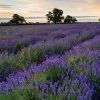 Park Seed Lavender Seed Collection -Botanical Bliss 90449