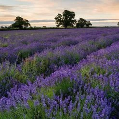 Park Seed Lavender Seed Collection