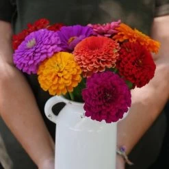 Park's Picks Zinnia Seed Collection