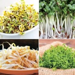 Park Seed Sprouting Seeds Collection