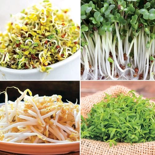 Park Seed Sprouting Seeds Collection 3 Park Seed Sprouting Seeds Collection