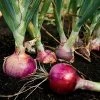 Red Candy Apple Hybrid Onion Sets 1 Red Candy Apple Hybrid Onion Sets -Botanical Bliss 96541 pk 60