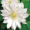 Clematis 'Duchess Of Edinburgh' -Botanical Bliss V2490
