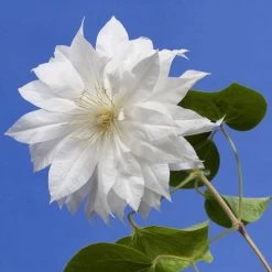 Clematis 'Duchess Of Edinburgh' -Botanical Bliss V2490 1