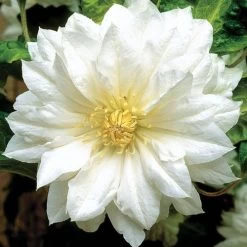 Clematis 'Duchess Of Edinburgh' -Botanical Bliss V2490 2