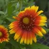 Gaillardia 'Arizona Sun' -Botanical Bliss v1028