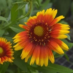 Gaillardia 'Arizona Sun'