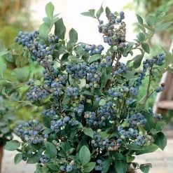 Vaccinium 'Sunshine Blue' Dwarf Blueberry
