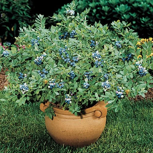 Vaccinium 'Sunshine Blue' Dwarf Blueberry 4 Vaccinium 'Sunshine Blue' Dwarf Blueberry - Image 2