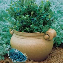 Vaccinium 'Sunshine Blue' Dwarf Blueberry 7 Vaccinium 'Sunshine Blue' Dwarf Blueberry -Botanical Bliss v1070 2